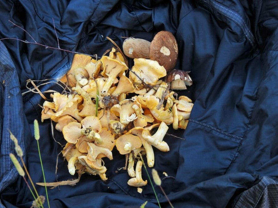 Красноярский край лисички грибы