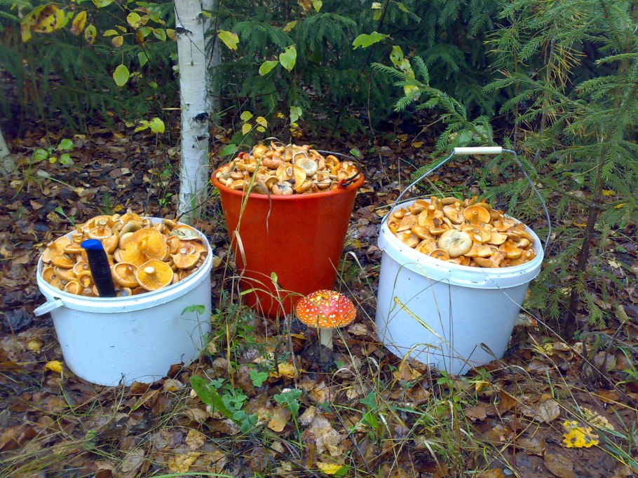 Грибы рыжики в ведре