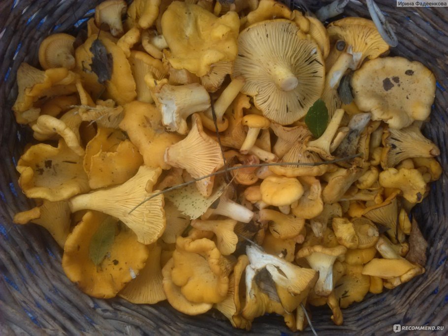 Грибы лисички в ведре