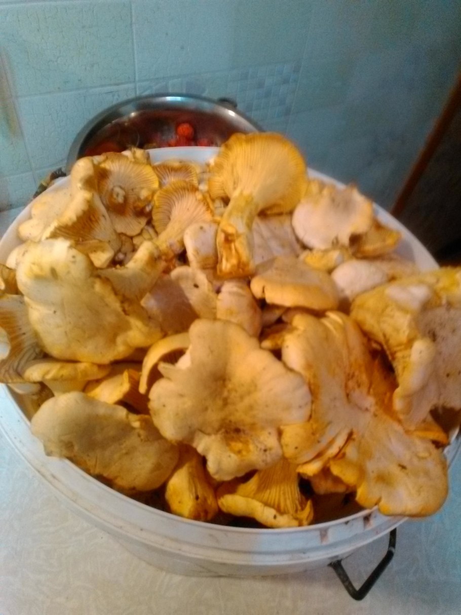 Белые грибы в ведре