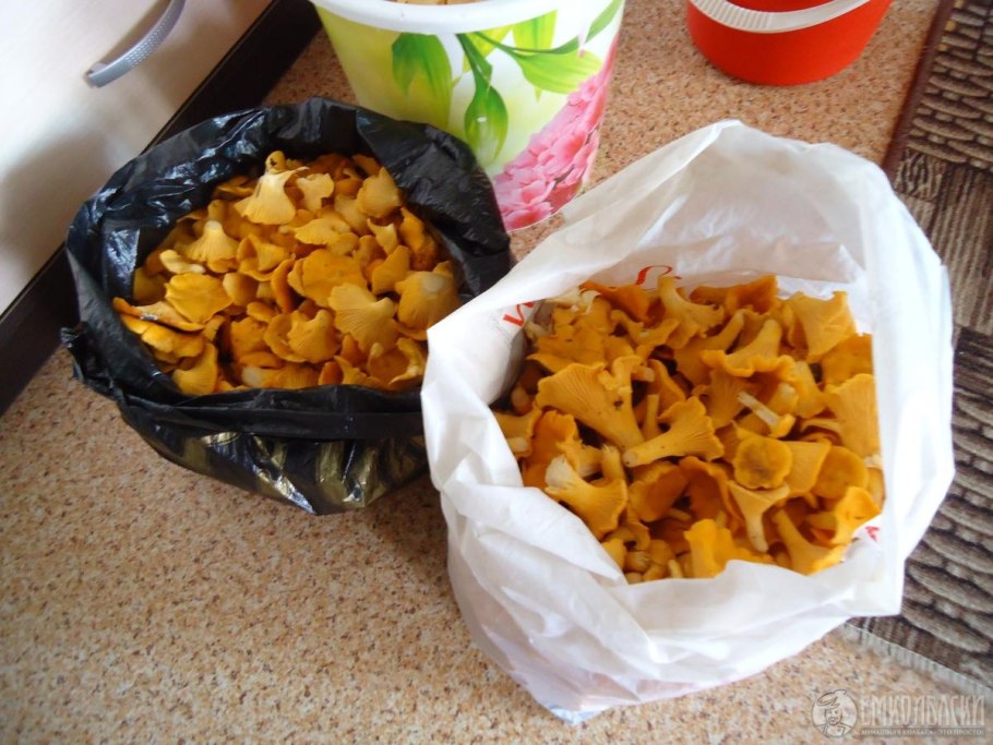 Чёрная Лисичка гриб в Подмосковье