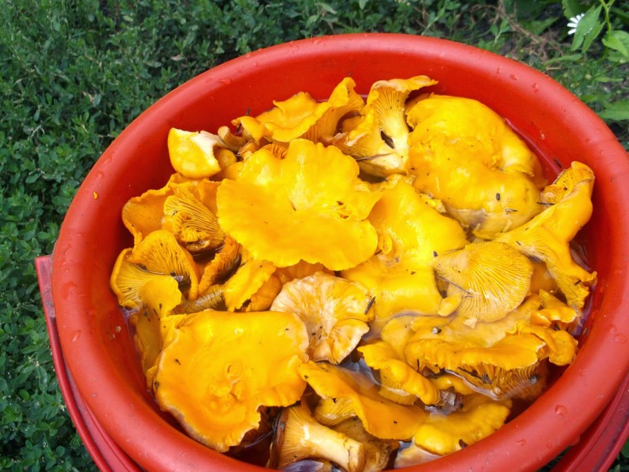 Белая Лисичка гриб