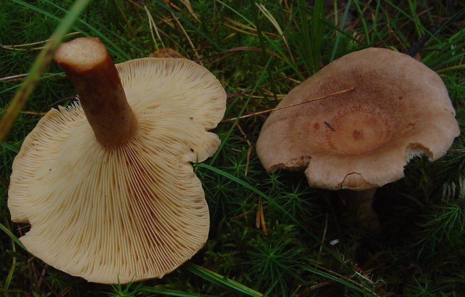 Млечник серо-розовый Lactarius helvus