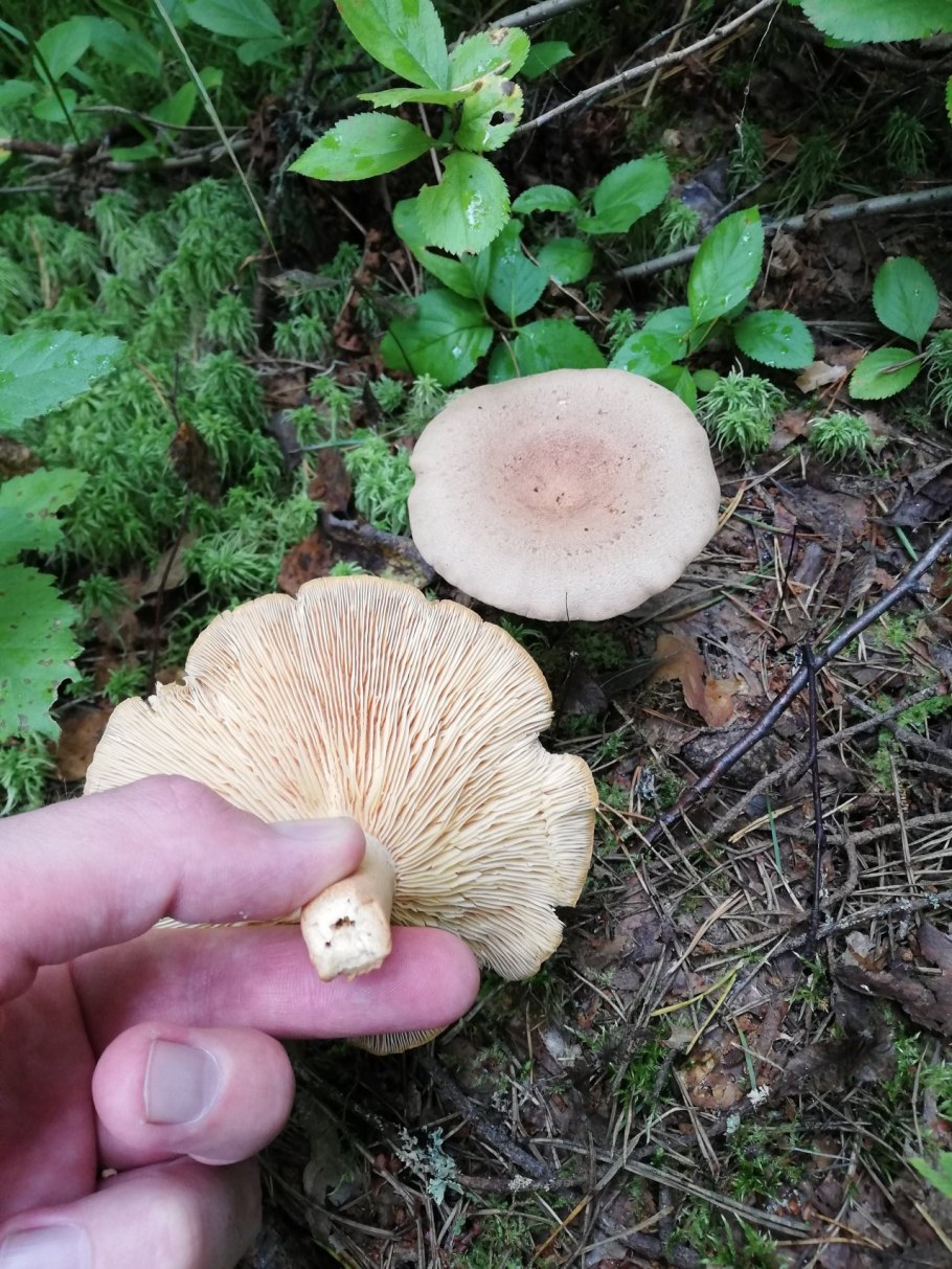 Груздь млечник