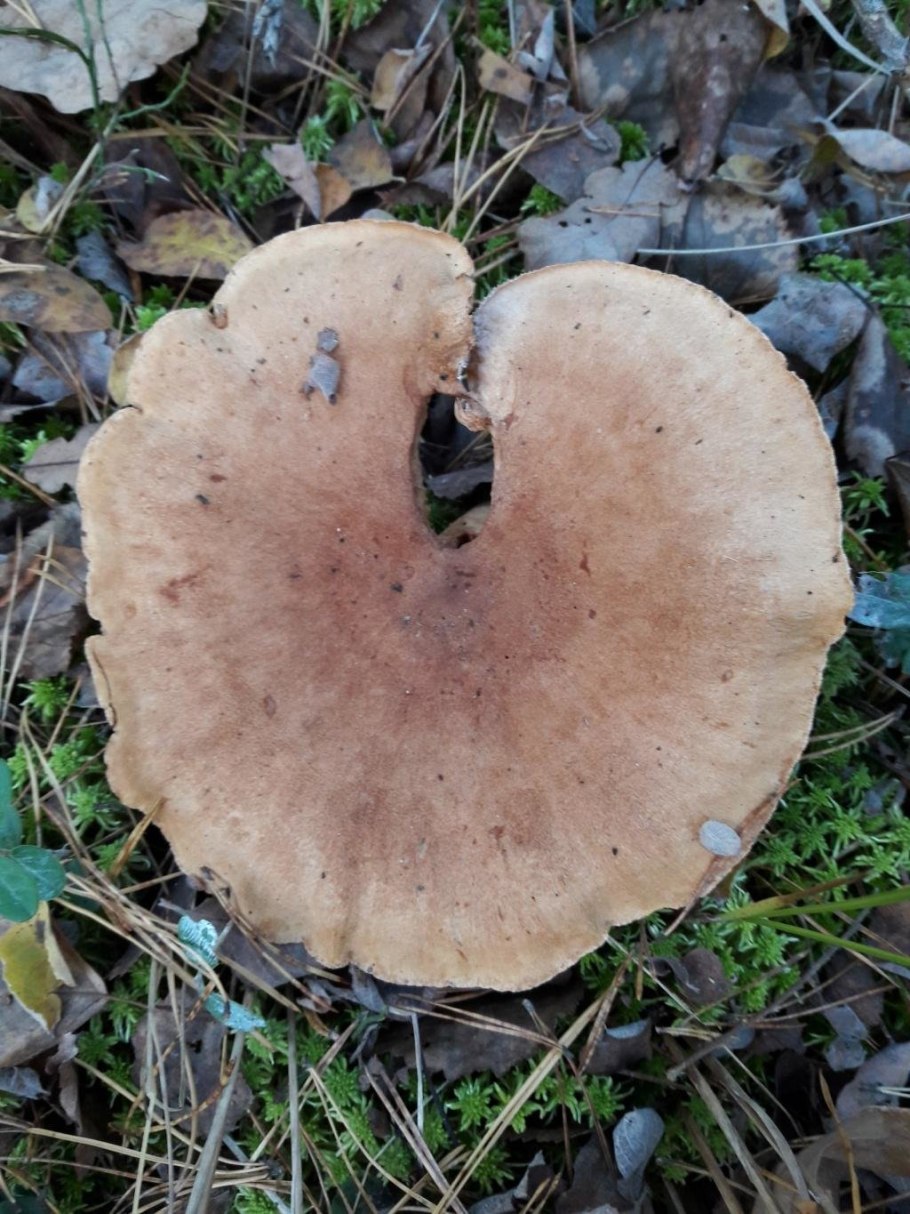 Млечник бело розовый