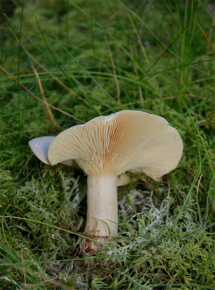 Млечник серо-розовый Lactarius helvus