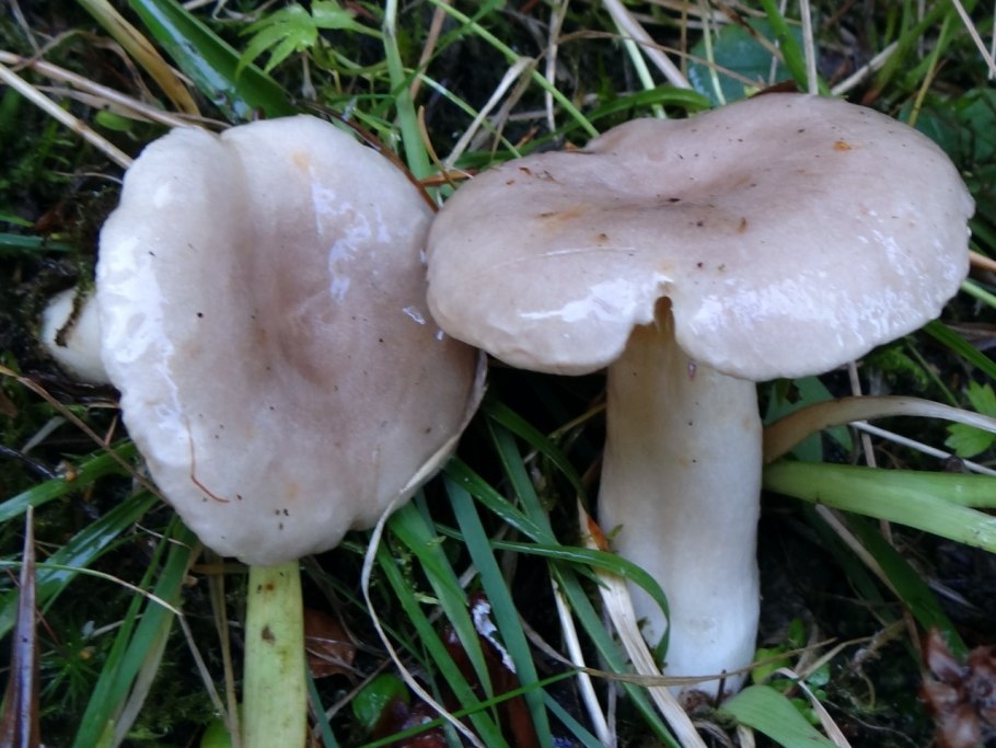 Млечник жгуче-Млечный Lactarius pyrogalus