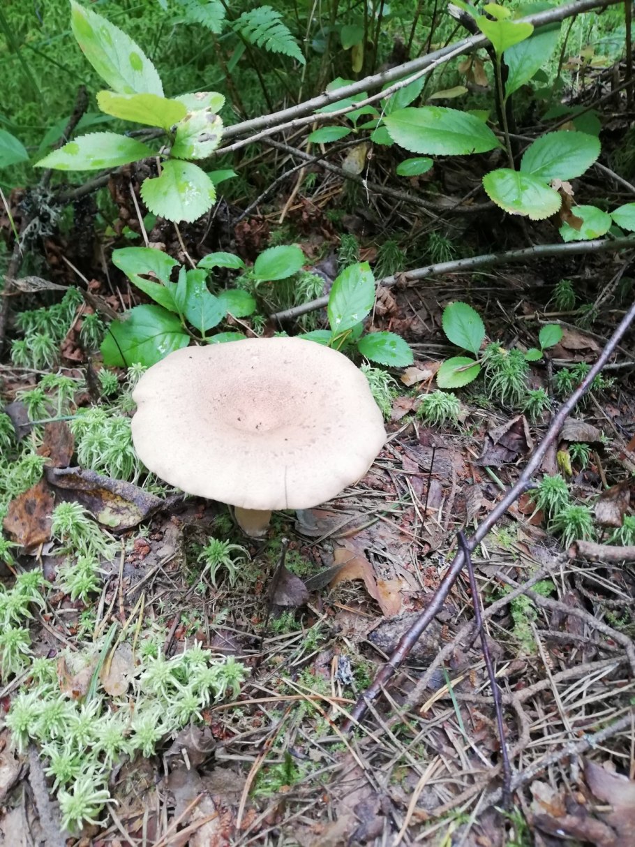 Млечник лиловеющий грибы