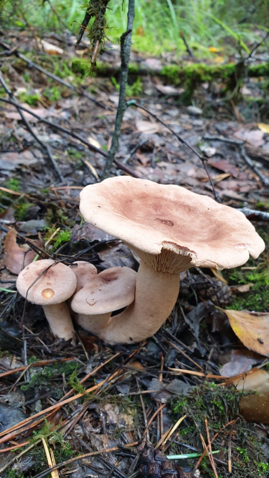 Млечник серо-розовый Lactarius helvus