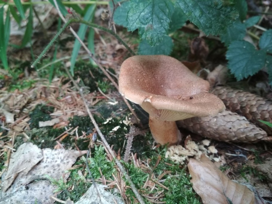 Гриб млечник серо розовый