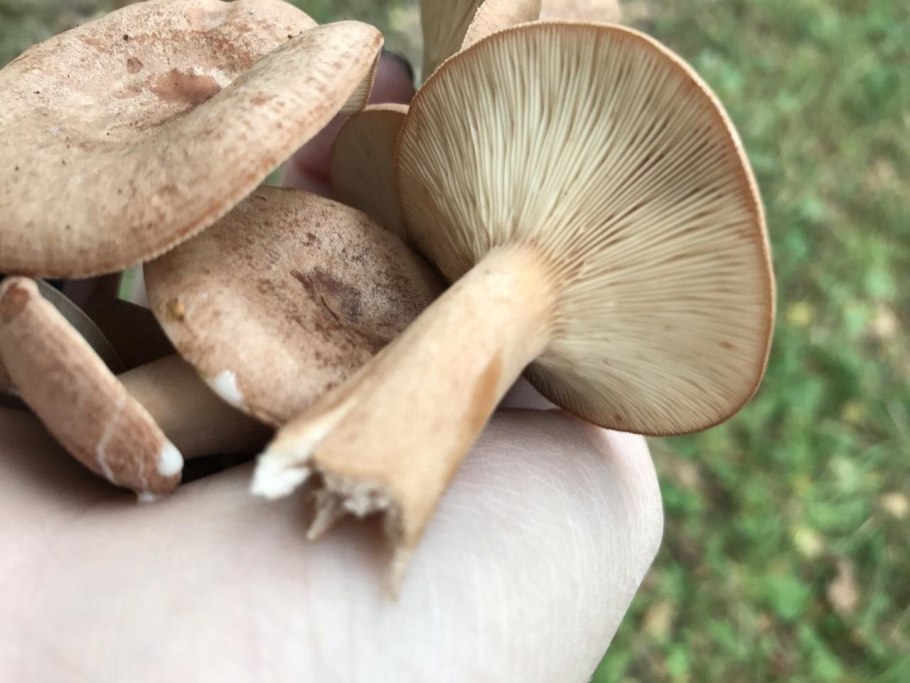 Янтарный млечник