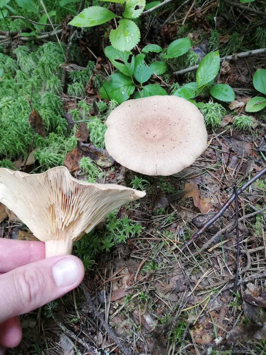 Млечник лиловеющий