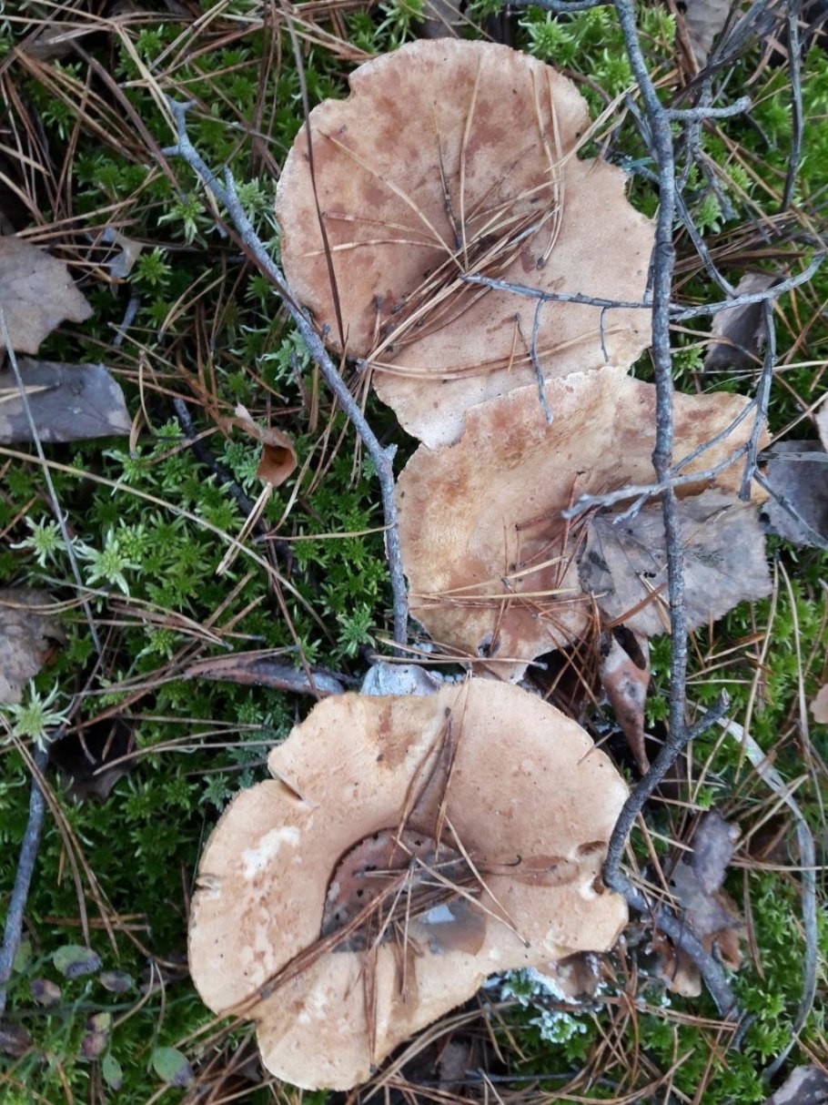 Млечник обыкновенный серушка