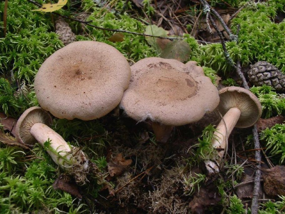Гриб розовый млечник