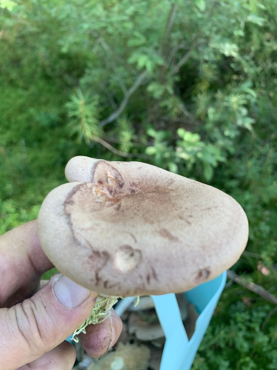 Серушка гриб Lactarius flexuosus