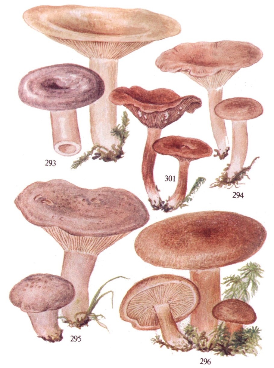 Млечник шиповатый (Lactarius spinosulus)