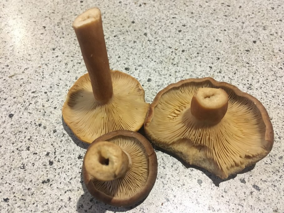 Млечник серо-розовый Lactarius helvus