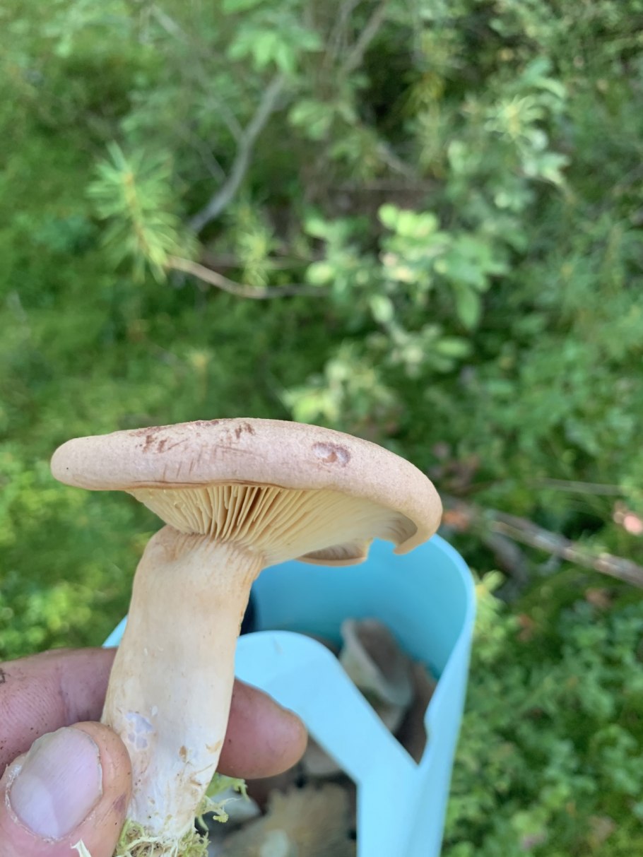 Lactarius vietus