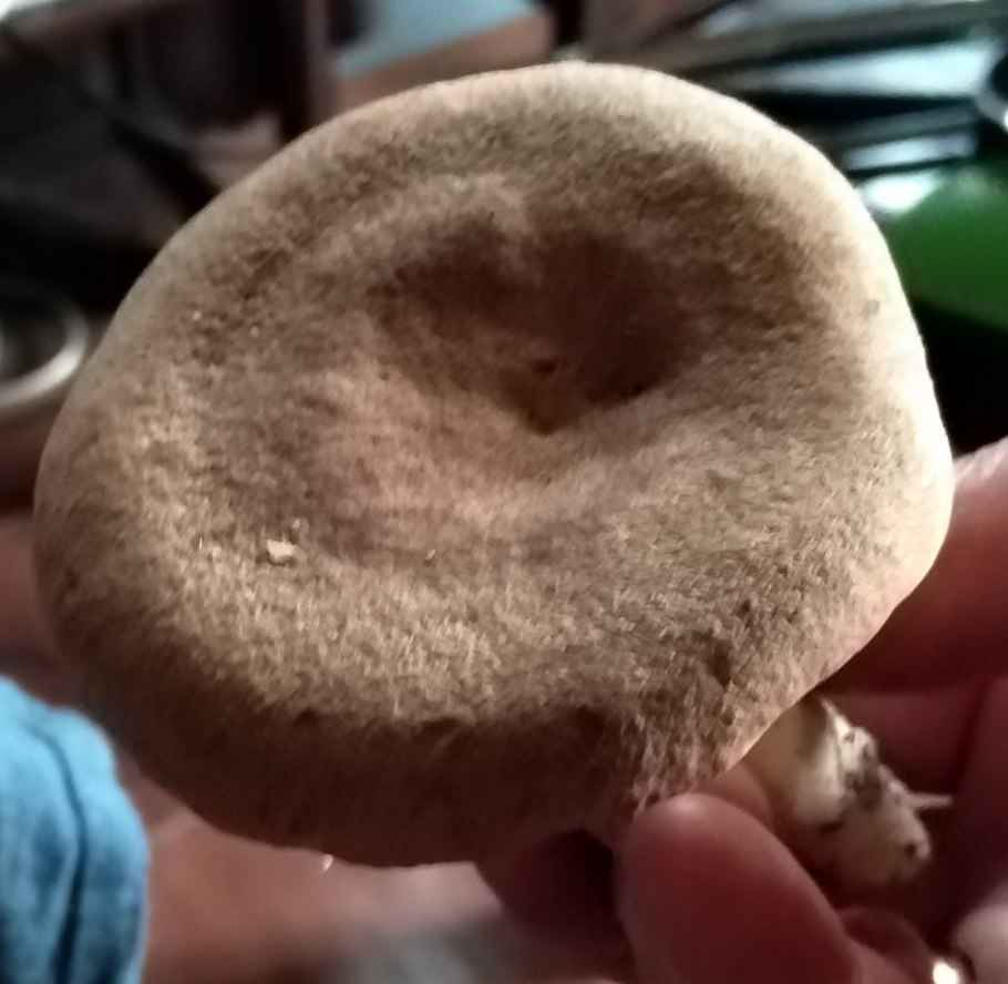 Млечник лиловеющий грибы