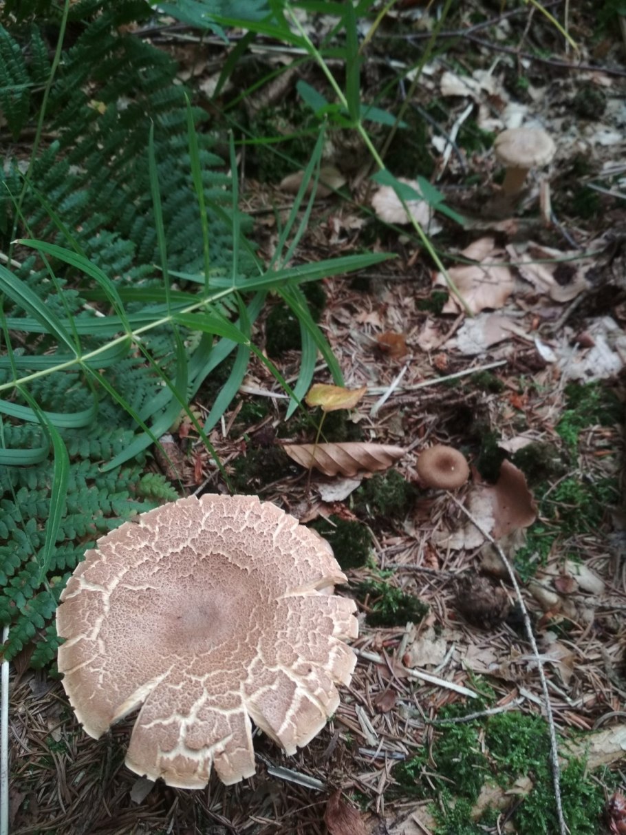 Млечник обыкновенный (Lactarius trivialis)