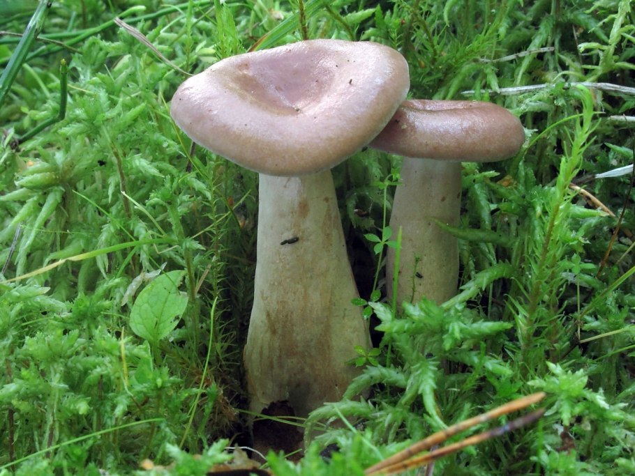 Lactarius flexuosus серушка