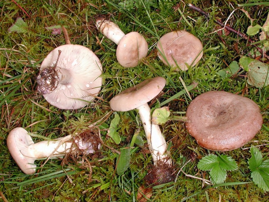 Млечник гриб гладыш