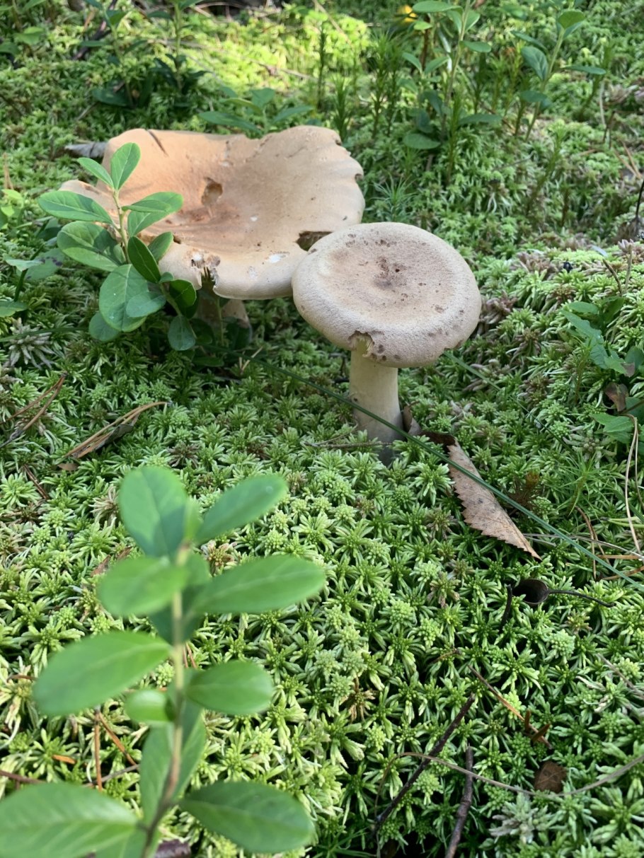 Млечник серо-розовый Lactarius helvus