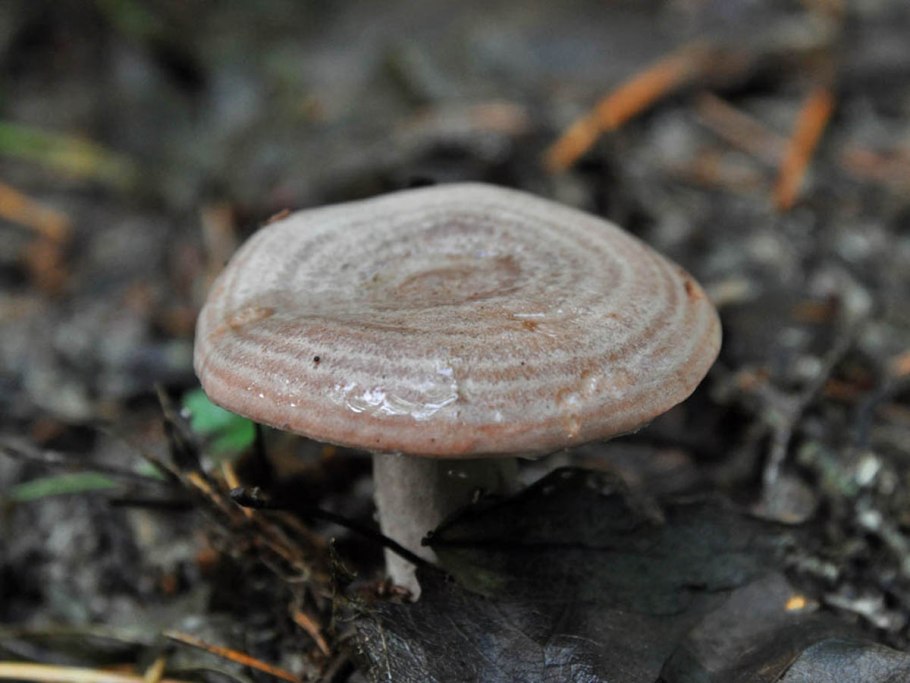 Млечник лиловеющий (Lactarius violascens)