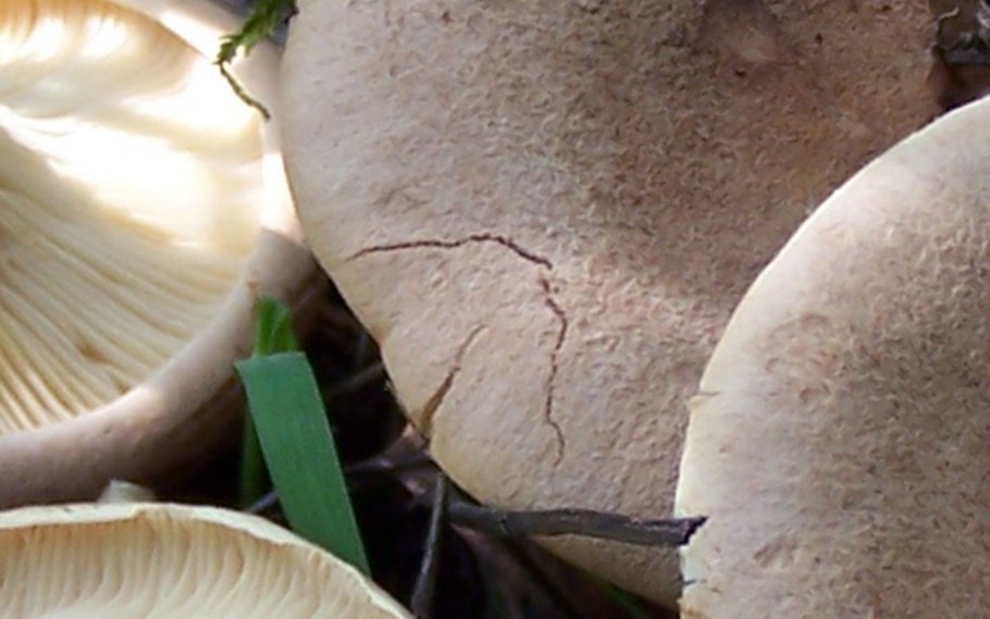 Млечник серо розовый lactarius helvus