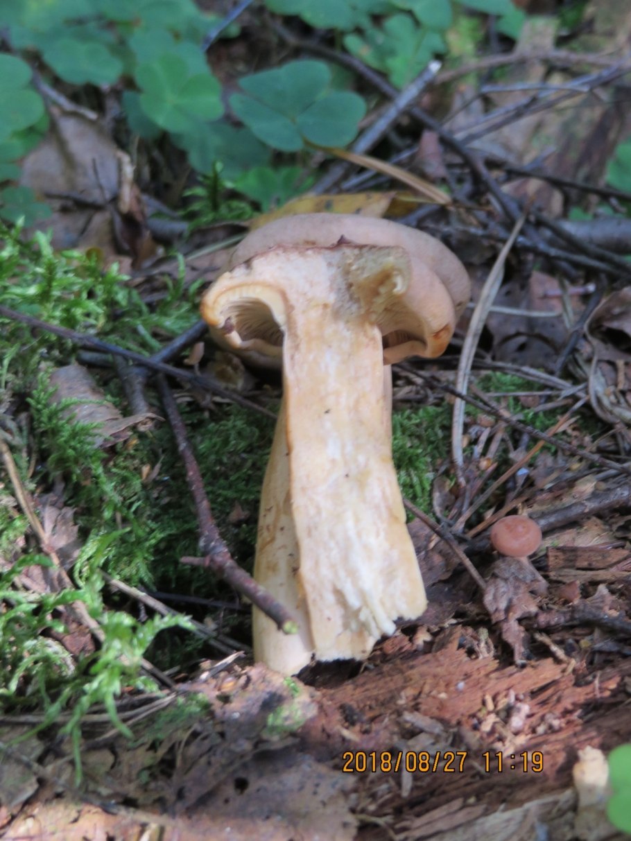 Гриб янтарный млечник