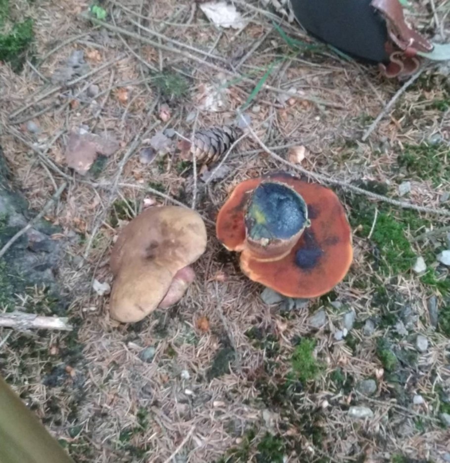 Гриб поддубовик сатанинский