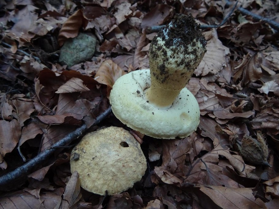 Гиропорус синеющий (Gyroporus cyanescens)