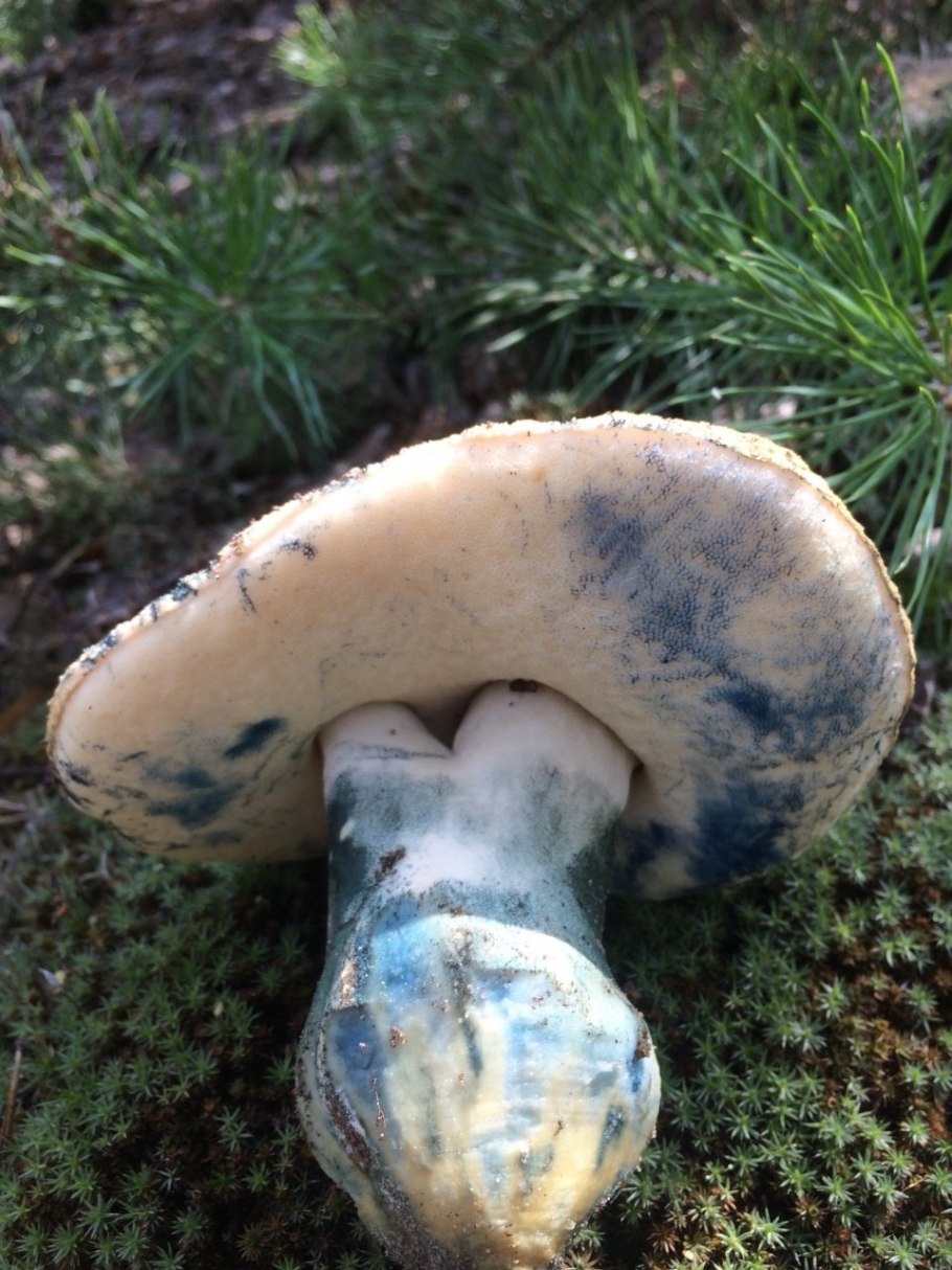 Масленок лиственничный Suillus grevillei