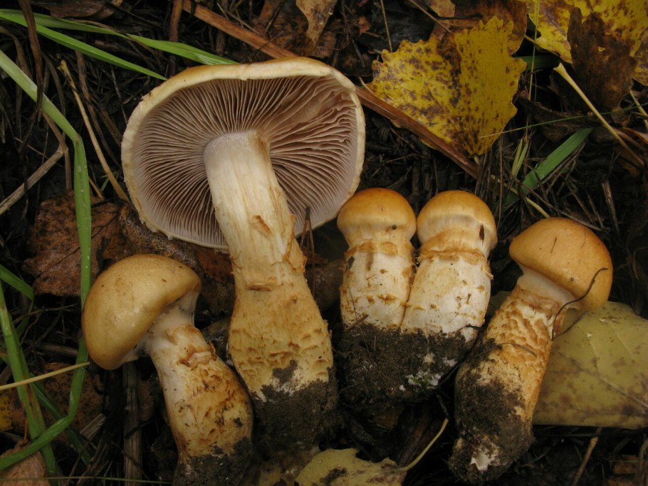 Паутинник Триумфальный