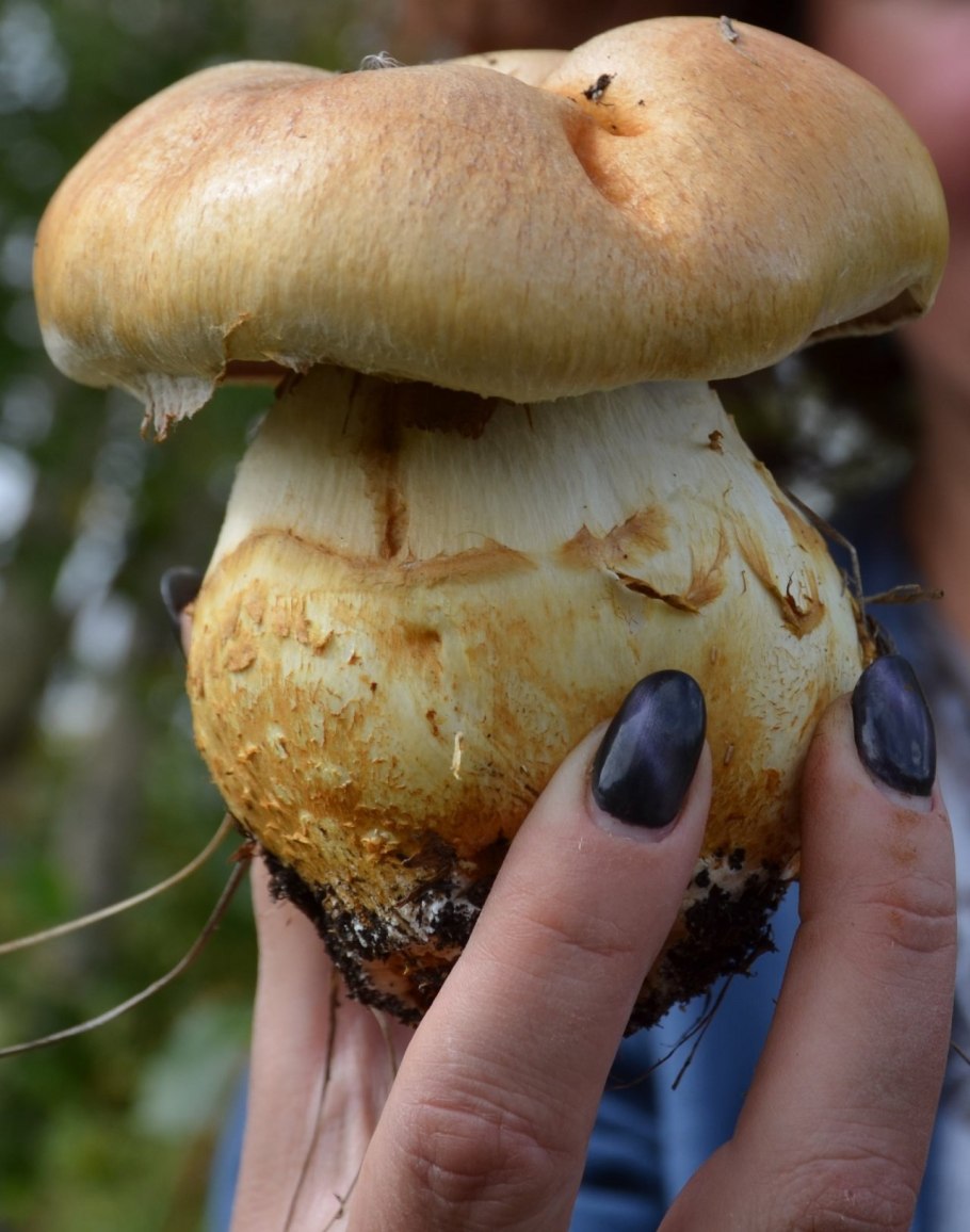 Паутинник желтый съедобный