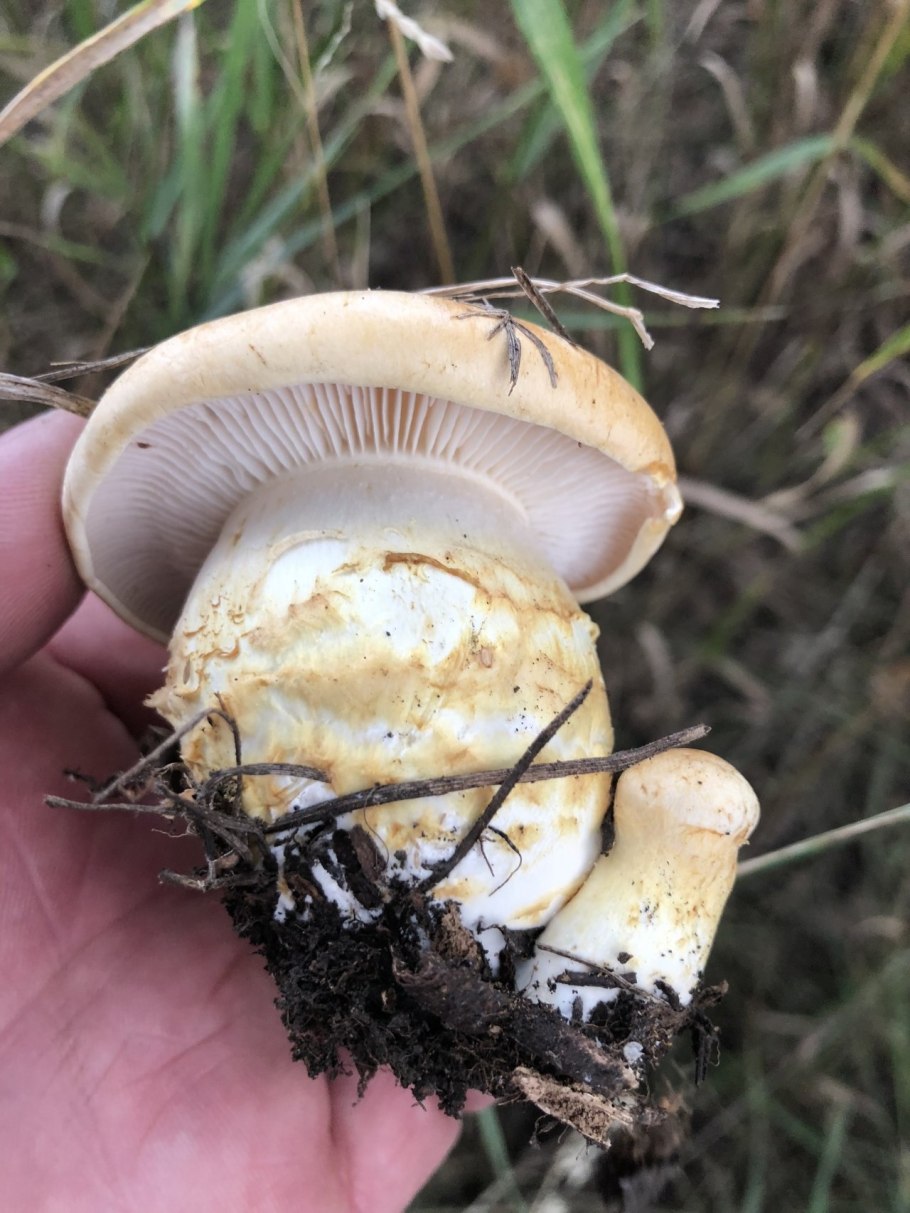 Паутинник желтый (приболотник)