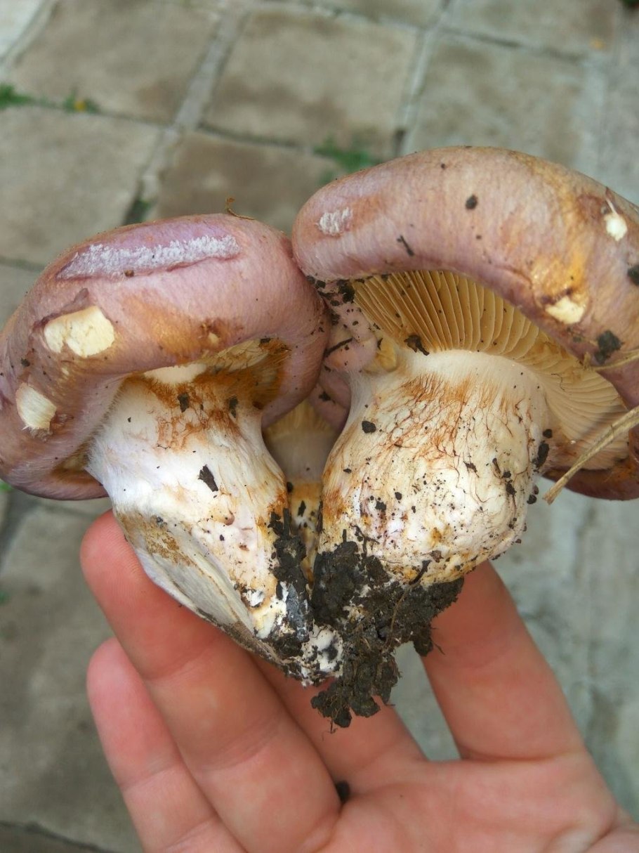 Паутинник гриб съедобный