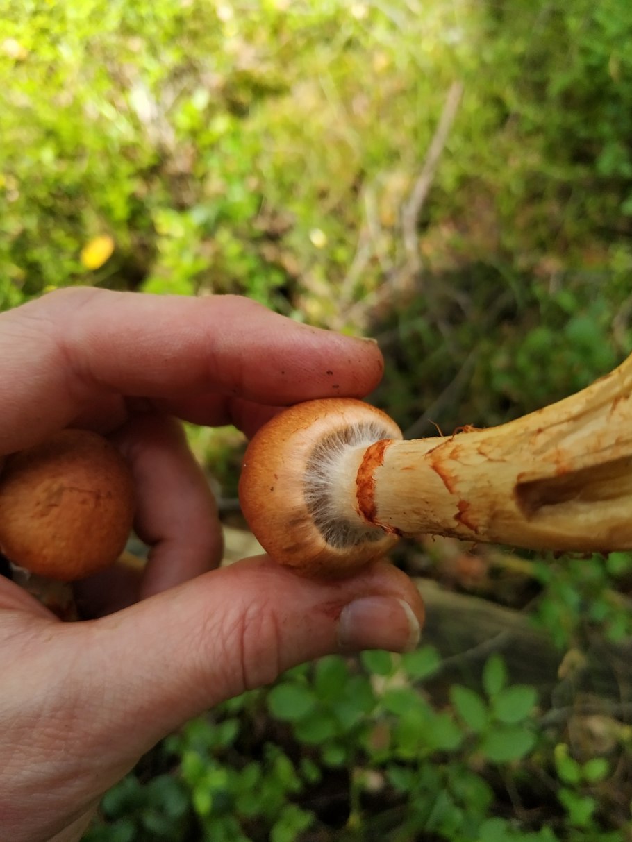 Паутинник мальвовый