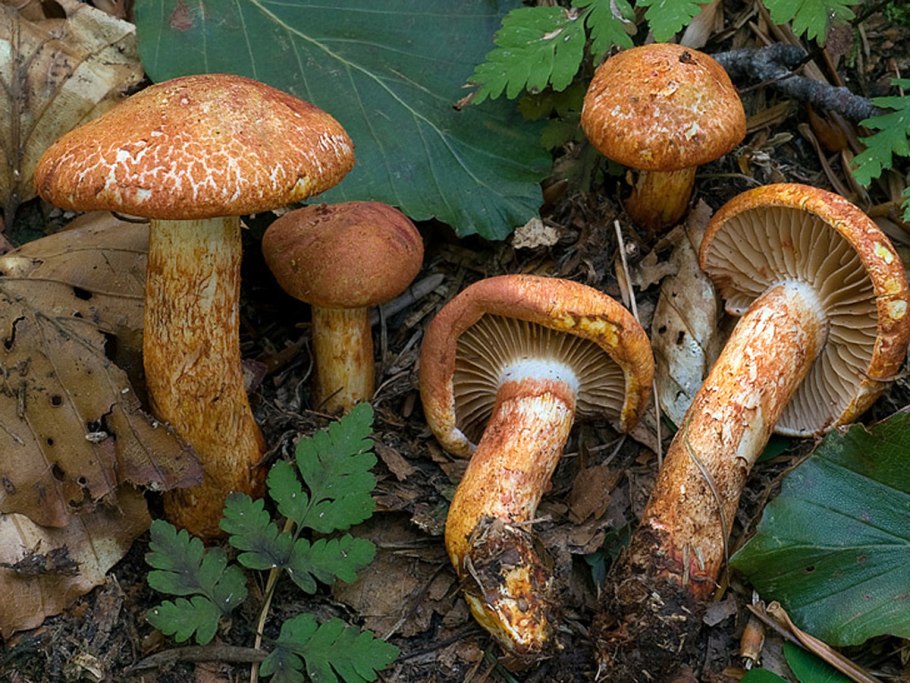 Cortinarius паутинник