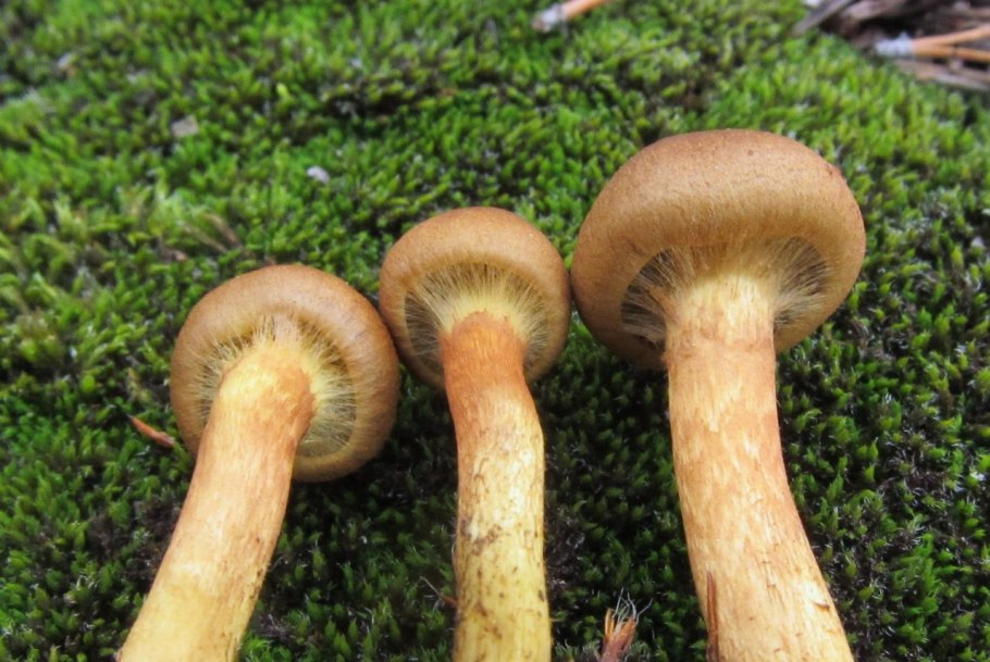 Паутинник каштановый гриб