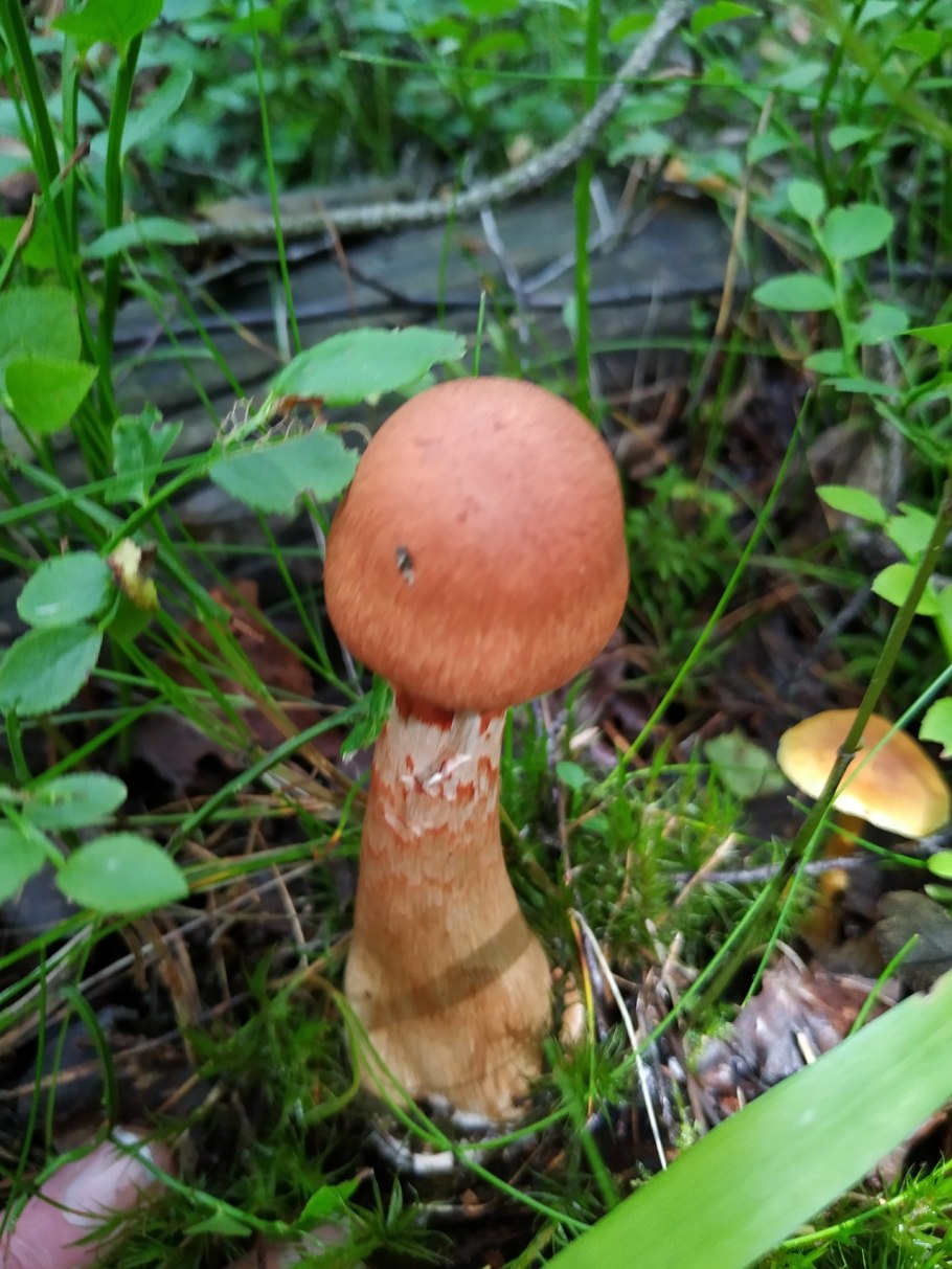 Гриб паутинник браслетчатый