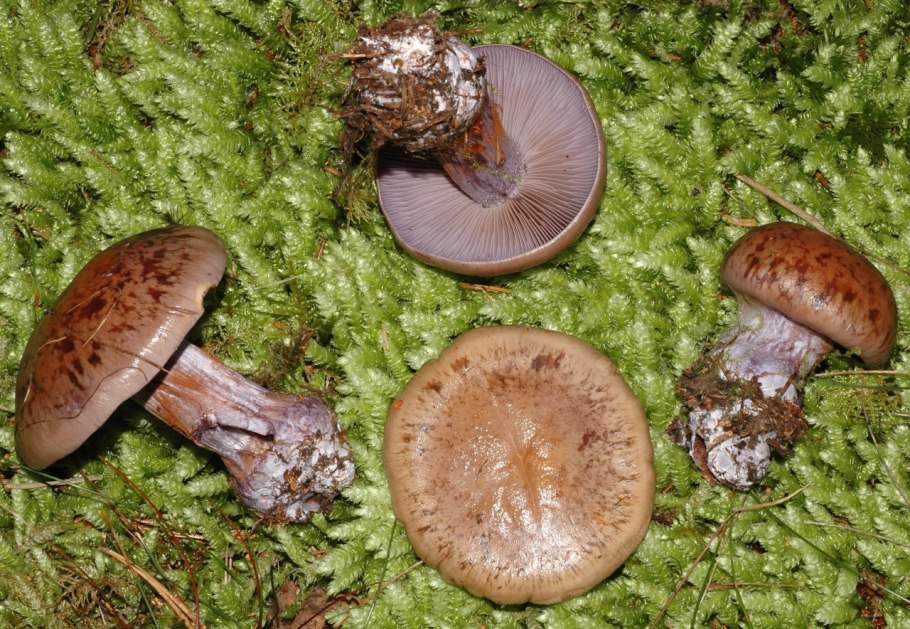 Гриб паутинник багряный