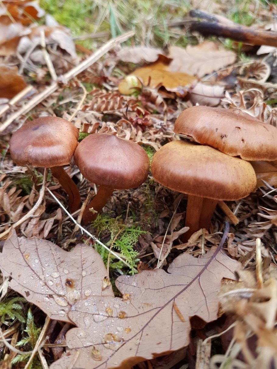 Паутинник коричный (Cortinarius cinnamomeus)