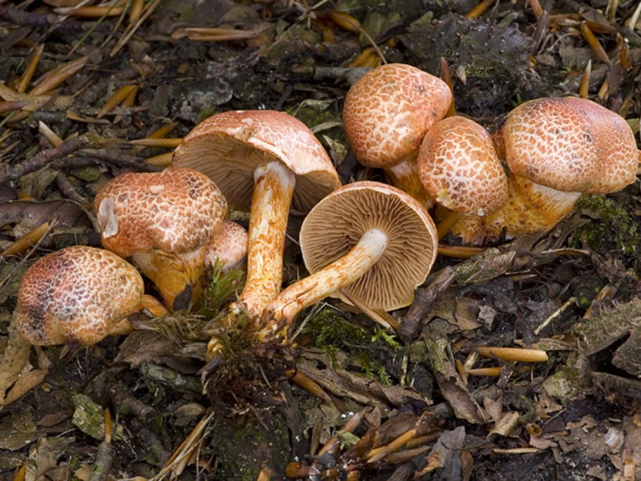 Несъедобные грибы паутинник