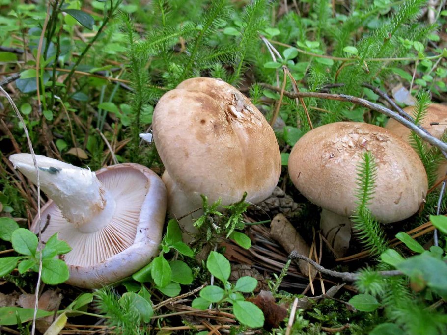 Гриб паутинник ядовитый