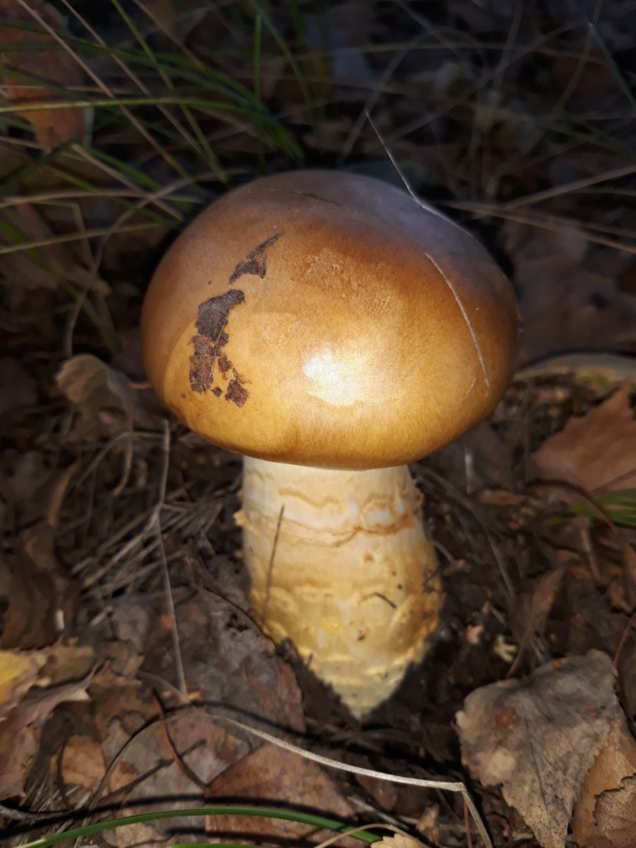 Паутинник приболотник желтый гриб