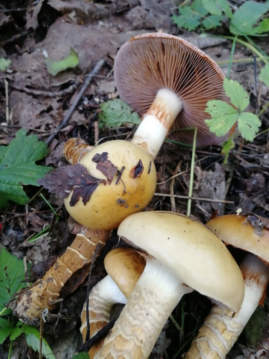 Паутинник приболотник