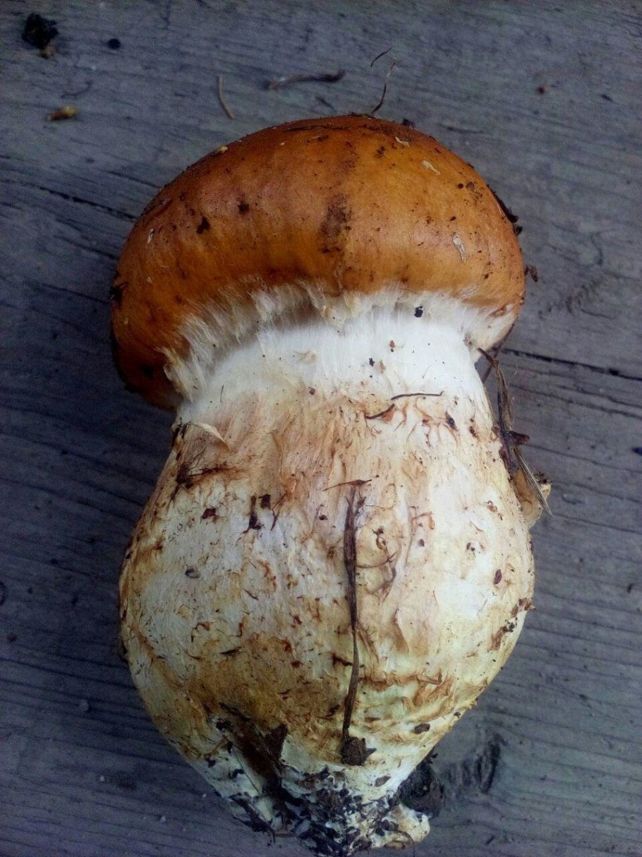 Гриб березовый паутинник