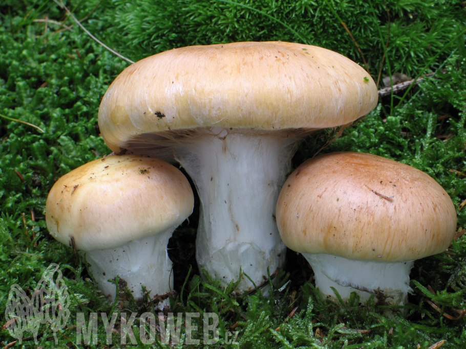 Паутинник кольчатый