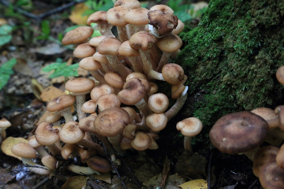 Опёнок летний Луговой